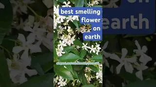 Thumbnail: Best Smelling Flowers On Earth 🌼 Flowering Plant EVERYONE Needs! #flowers #scentoftheday