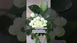 Thumbnail: If You Love Houseplants You Need To Collect All of These🪴🌼 #flowers #indoorplants