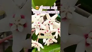 Thumbnail: 🌺Not Many People Know These Beautiful Fragrant Flowers🌼 #indoorplants #flowers