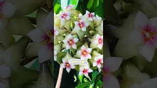 Thumbnail: I Can’t Believe These Flowers Are Real 🌺🤯🌼 #indoorplants #flowers