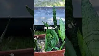 Thumbnail: 6 tips for planting or propagating snake plants #indoorplants #homegarden #snakeplant