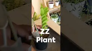 Thumbnail: 5 Easy Plants to Transform Your Apartment