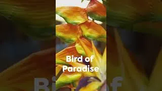 Thumbnail: Best Indoor Stylish Plants with Big Leaves | Big Leaf Indoor Plants | Houseplantslove
