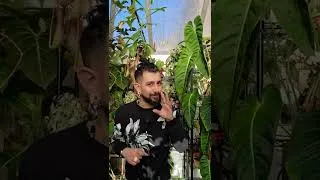 Thumbnail: Root Rot in houseplants