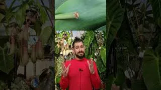 Thumbnail: Starting houseplant propagation