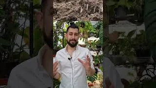 Thumbnail: Calathea care tips