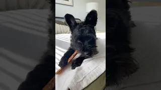 Thumbnail: Pretty Little Cole 🖤 #schnauzer #miniatureschnauzer