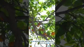 Thumbnail: How Does Photosynthesis Work? #Photosynthesis #Science #Biology #Education #Learning #Nature #Shorts