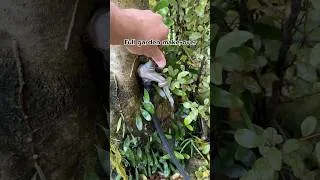 Thumbnail: Tree tap! #day15