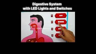 Thumbnail: digestive system working model 3d with led lights and switches - diy - howtofunda