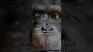 Thumbnail: The Deadliest Ape Attack: The St. James Davis Tragedy #Apes #ExoticAnimals #Shorts