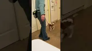 Thumbnail: Faster Puppy Training With Hand Signals