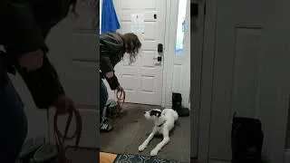 Thumbnail: Teach Puppy to Stay Calm at the Door