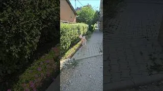 Thumbnail: Aurora & the #flowers #shorts #mv #walking #awalk #cute #fun #videoalbum