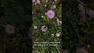 Thumbnail: Even shyness has its own rhythm of grace. #shameplant #nature  #heartwarming