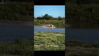 Thumbnail: Wild Chase, One Unbreakable Spirit — Will the Bull Escape? #youtubeshorts #ytshorts #animals