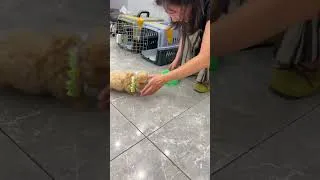 Thumbnail: This Tiny Puppy Refused to Let Go of His Food Bowl! 😂🐶 #youtube #wildlife #wildliferescue #animals