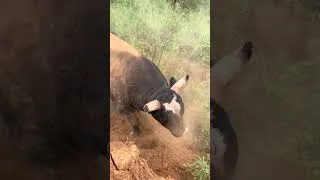 Thumbnail: Aggressive Bull #youtube #animals #wildlife #wildanimals