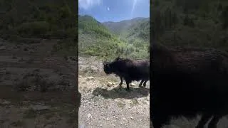 Thumbnail: This Baby Calf Didn’t Expect Mom’s Surprise Headbutt! #BabyCalf #FunnyAnimals #Cow #CuteAnimals