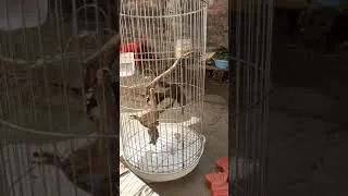 Thumbnail: chào mào non đag vào lông 1.e xuân tây bắc.0399610004