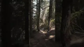 Thumbnail: Ancient Roots 🌿🔥 Tribal Hypnotic Trance #Shorts
