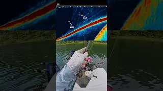 Thumbnail: The bite always heats up when you're on the phone 😂 #Humminbird