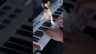 Thumbnail: Laughing Dog Meme (Music) #shorts #viral
