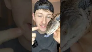Thumbnail: PERFECT Pet Reptile? #shorts