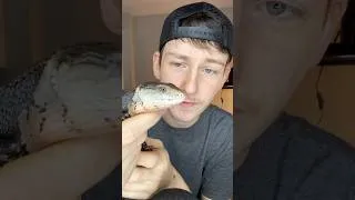 Thumbnail: This Lizard Has SUPERPOWERS?  #shorts