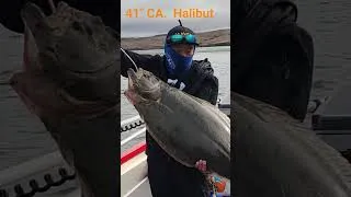Thumbnail: 41" Halibut in Tomales Bay