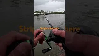 Thumbnail: Striper Fishing at Sacramento River 2025