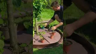 Thumbnail: Grow Micro Gardens under your Fruit Trees
