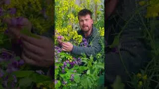 Thumbnail: A Must-Grow Edible Flower #edimentals