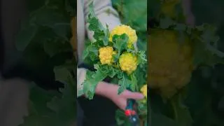 Thumbnail: The 9 Star Perennial Broccoli | Perennial Vegetables