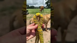 Thumbnail: Meet Your Last Garden Hose Upgrade 💦 HydroTech Pro Expandable Garden Hose!