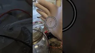 Thumbnail: Ozone Destroying a Rubber Glove