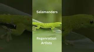 Thumbnail: Salamanders - Regeneration Artists