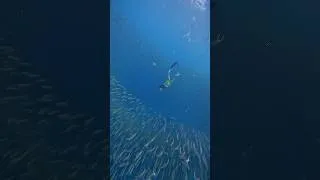 Thumbnail: Can’t get enough chasin’ sardines 🐟🐟 #freedivinglife #shorts