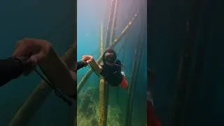 Thumbnail: #Freediving is having the peace you will always love. #fyp #foryou #travel #shorts #ytshorts