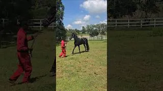 Thumbnail: Marwa Appaloosa Stud,  here is a Friesian Stallion,  what a beautiful moment 😍#horsebreeds