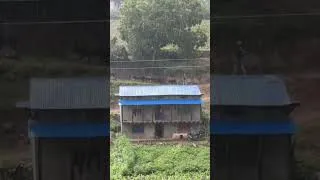 Thumbnail: Mountain Rain #shorts #villagelife