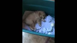 Thumbnail: Finnegan Sleeping