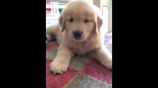 Thumbnail: Golden Retriever Puppy
