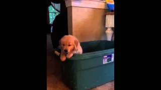 Thumbnail: Finnegan says Hello