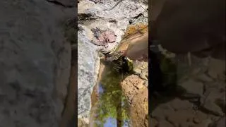 Thumbnail: BOOP montage (hiking edition)