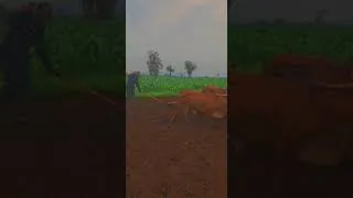 Thumbnail: farming