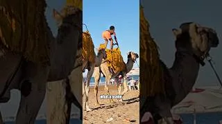 Thumbnail: Better than the zoo!!! | beach day in Morocco