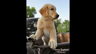 Thumbnail: Golden Retriever with a deathwish in truck bed