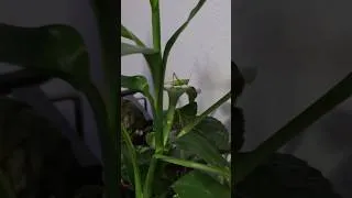 Thumbnail: Fish Tank Mystery solved. clicking sounds grasshopper !!