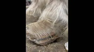 Thumbnail: Metabolic Foundered Hooves #neglected #horse #diabetes
